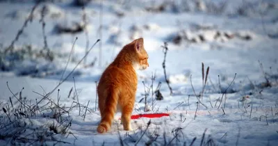 Фотографии кошек под снегопадом: выберите размер изображения