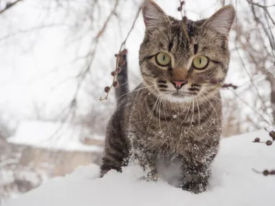 Зимние кошачьи эмоции: скачивание в различных форматах