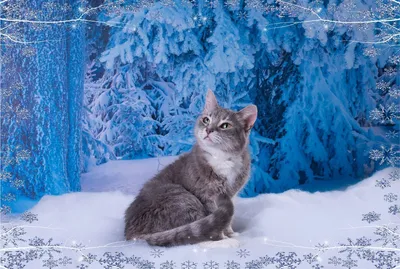 Фото кошек под зимним небом: выбирайте размер для скачивания