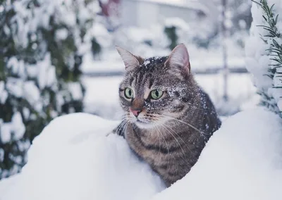 Изображения кошек в зимнем наряде: выберите свой идеальный размер