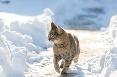 Зимние кошачьи моменты: выберите размер изображения для скачивания