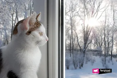 Кошки в зимнем великолепии: скачивание фото в разнообразных форматах