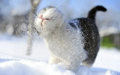 Уютные кошки под снегом: скачивайте красивые фото в различных форматах