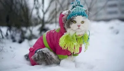 Фотографии кошек зимой: JPG, PNG, WebP на ваш выбор