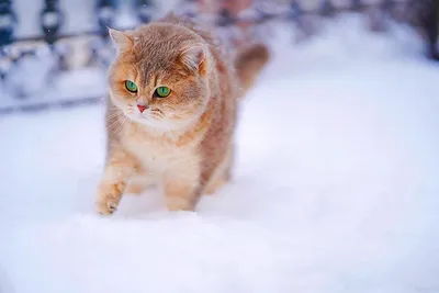 Кошки зимой фотографии