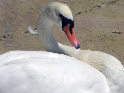 Коскороб: великолепный вид для фотографий