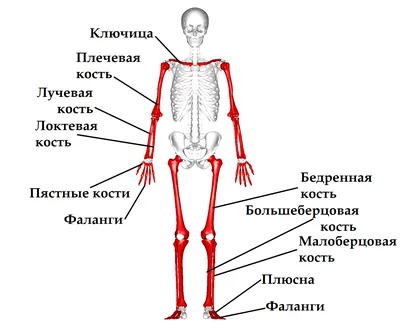 Картинки скелета человека: JPG, PNG, WebP для загрузки