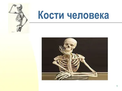 Косточки человека: выберите размер, загрузите в JPG, PNG, WebP