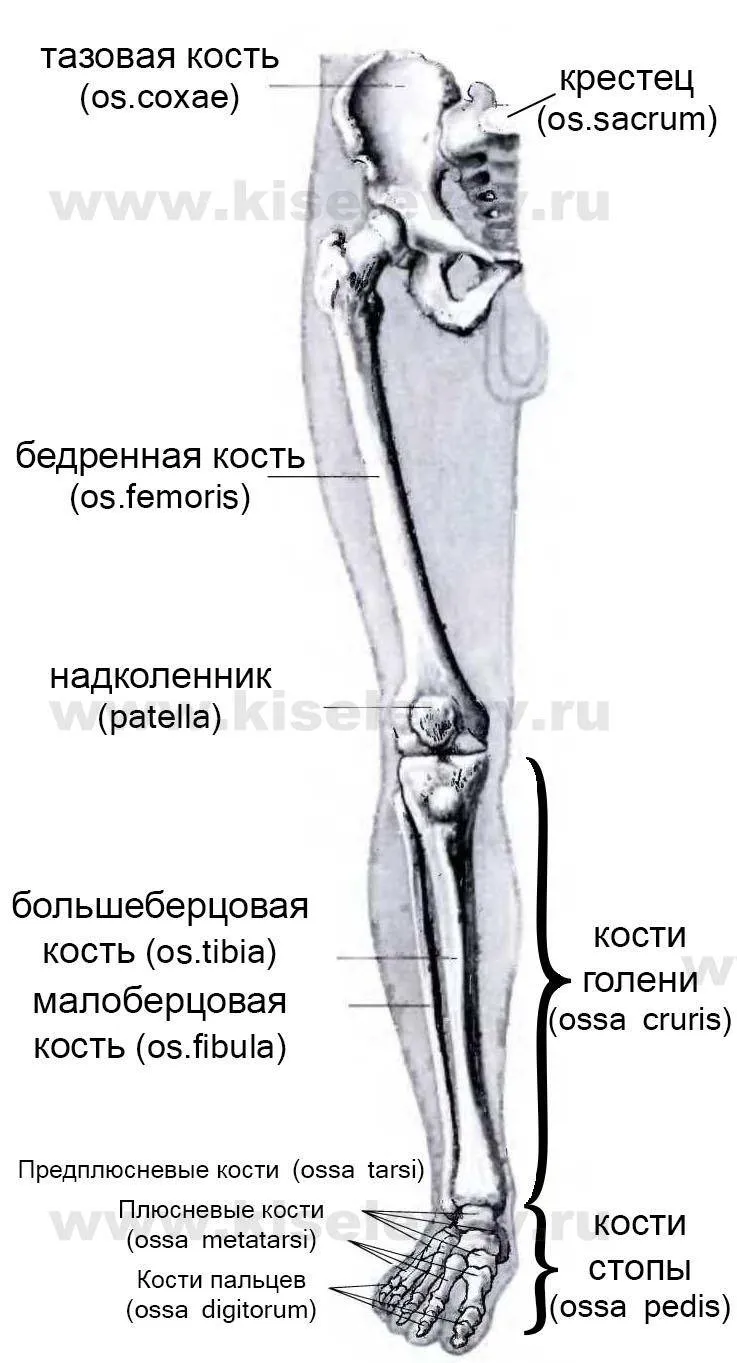 Кости стопы (тыльная поверхность)