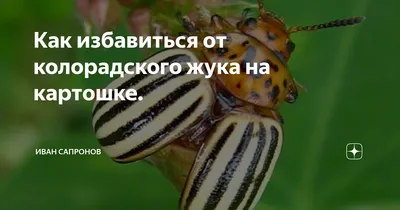 Удивительные фото колорадского жука в костюме