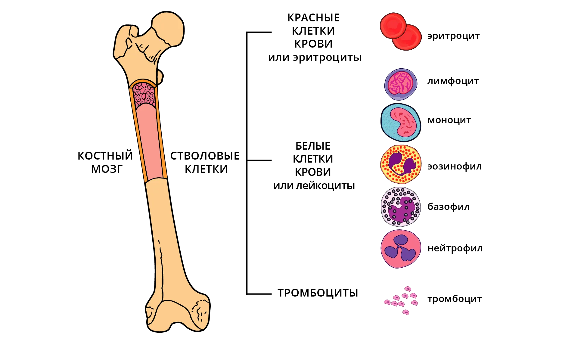 Красный костный мозг строение