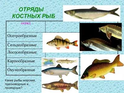 Изображения костных рыб: впечатляющие фотографии