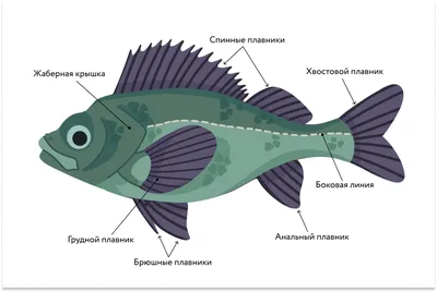 Изображения костных рыб: png формат