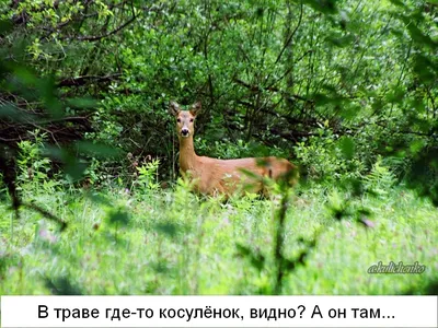 Косули в лесу: новые фото для скачивания - выберите формат и размер