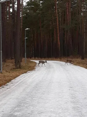 Загадочные обитатели: косули в загадочном лесу (Фото)