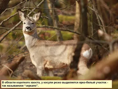 Фотография косули в лесу 4K: совершенство деталей и цветов