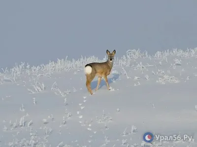 Фотографии косули зимой: Идеальные изображения для вашего проекта