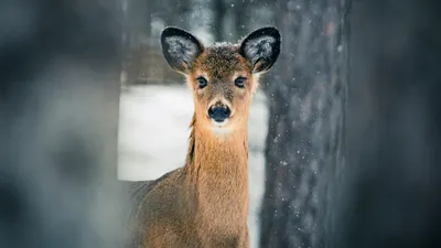 Фотографии косули: Зимний волшебный момент в каждом пикселе