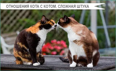 Нежные лапы: кот и кошка в объятиях на фото