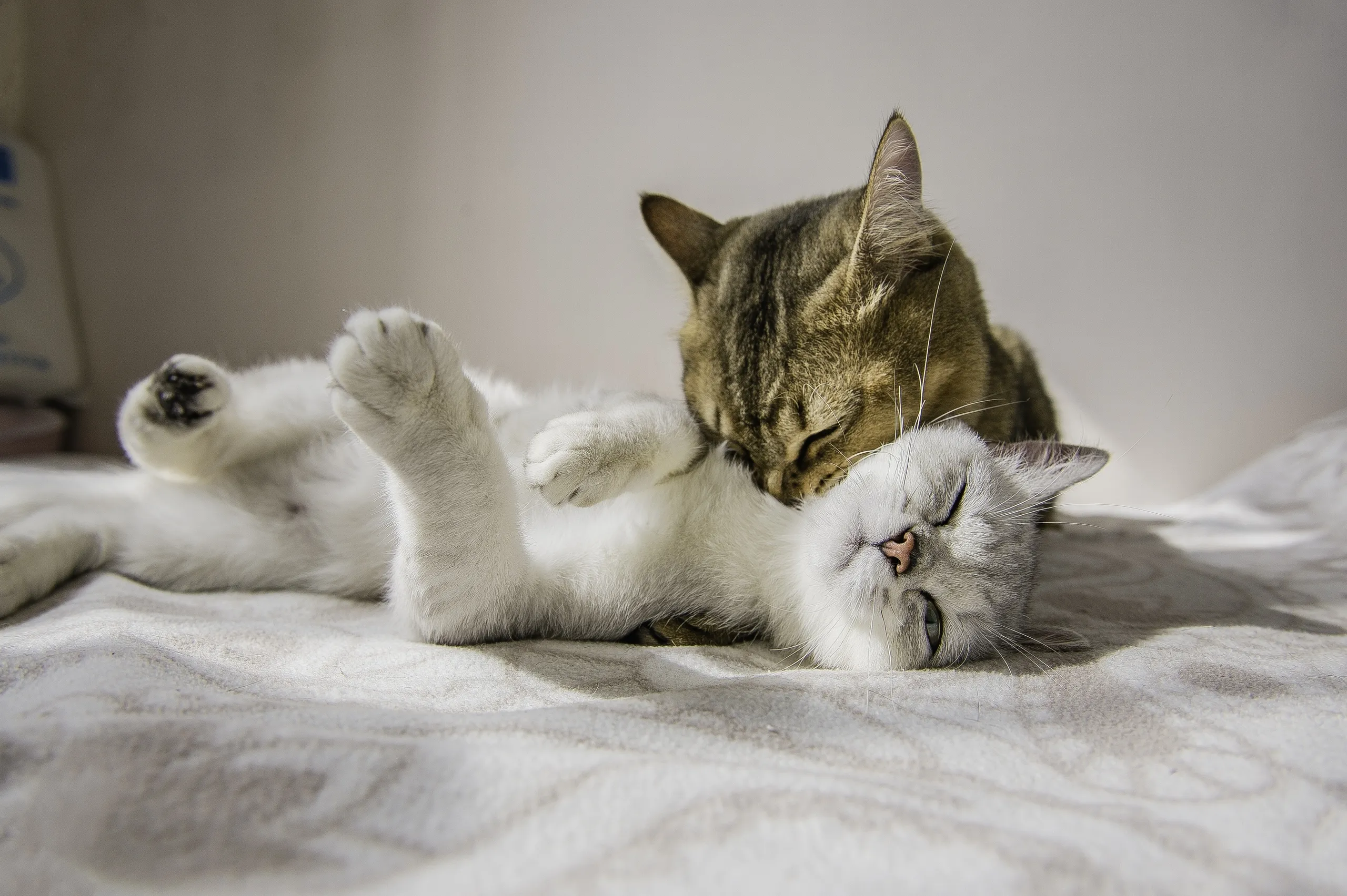 Любовь кошек: фото усатых романтиков - Кот, пёс и я