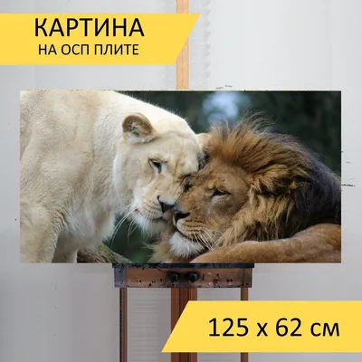 Кот лев - изображение, которое захватывает взгляд