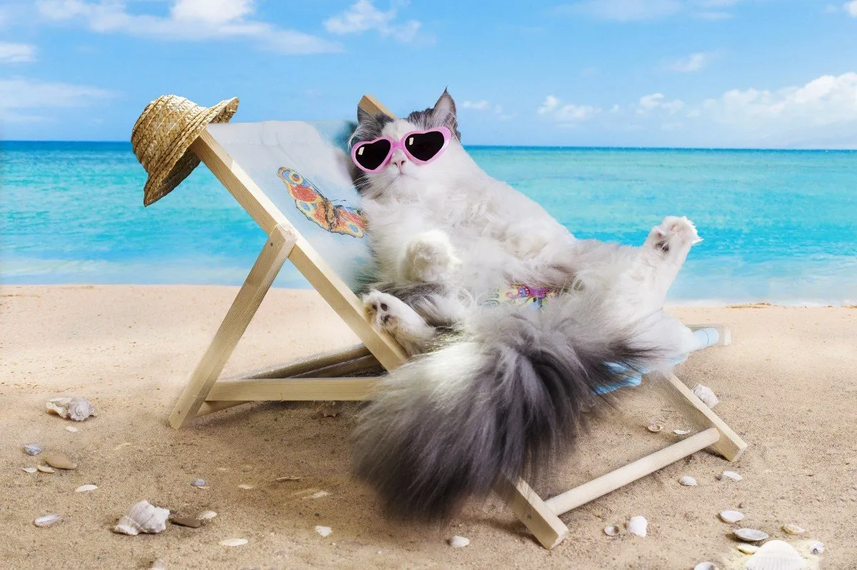 Прикольные картинки на море. Кот на пляже. Кот отдыхает. Котик на море. Лето отпуск.