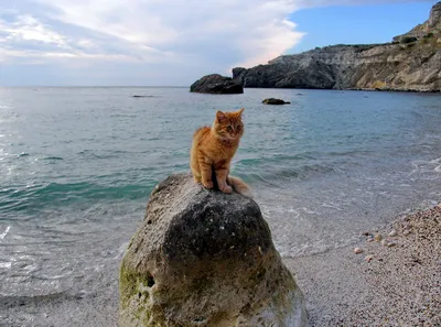 Фото кота, позирующего на песчаном пляже