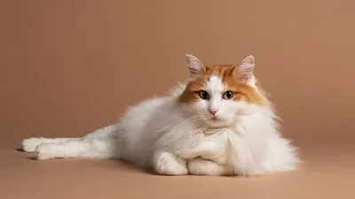 Новые фотографии кота турецкого вана для скачивания