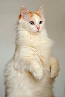 Скачать фото кота турецкого вана в высоком разрешении