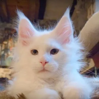 Фото кота турецкого вана: выберите размер и формат для скачивания