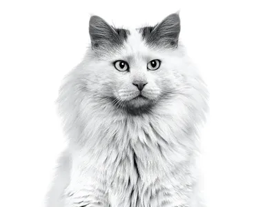 Новые фотографии кота турецкого вана в HD качестве