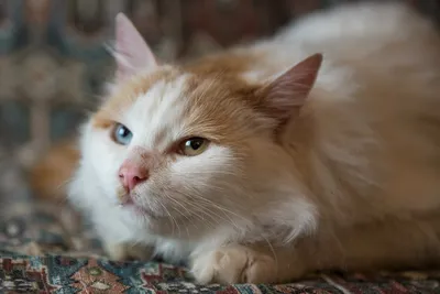 Скачать бесплатно фото кота турецкого вана в хорошем качестве