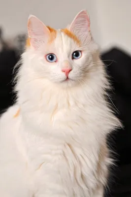 Изображения кота турецкого вана в формате PNG