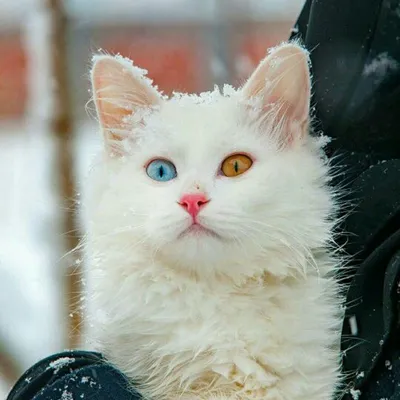 Скачать фото кота турецкого вана в высоком разрешении