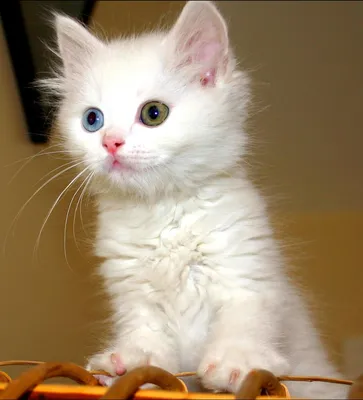 Новые изображения кота турецкого вана для скачивания