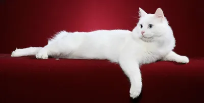 Скачать бесплатно фото кота турецкого вана