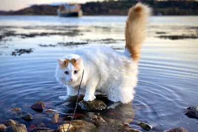 Фото кота турецкого вана 4K