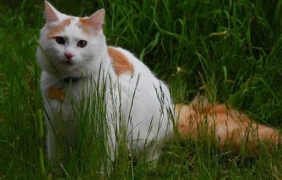 Фото кота турецкого вана в формате PNG