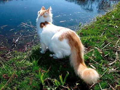 Фото кота турецкого вана для скачивания