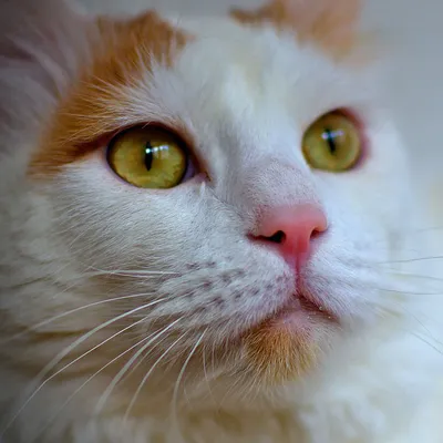 Фото кота турецкого вана: бесплатно