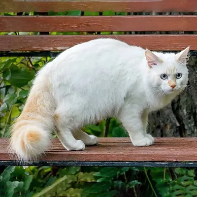Фото кота турецкого вана в высоком разрешении