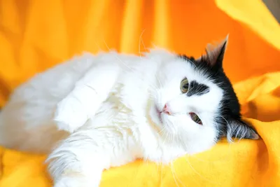 Фото кота турецкого вана: красивое изображение