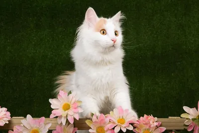 Фото кота турецкого вана: изображение для скачивания