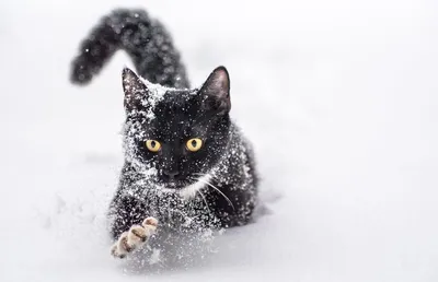 Кот в снегу  фото