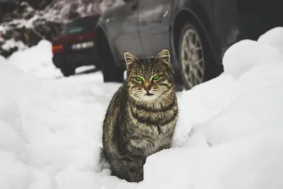 Зимний исследователь: Кот в снегу