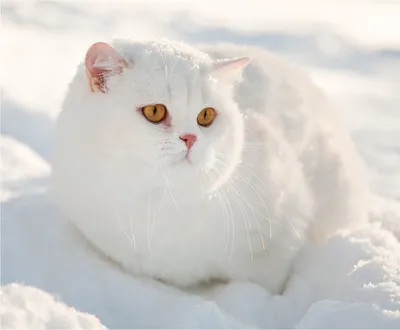 Снежное приключение: Кот на белой постели