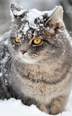 Зимний артист: Кот и его снежные пляски