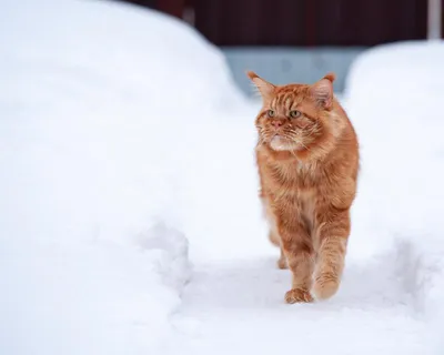 Снежные впечатления: Кот и мир белой красоты