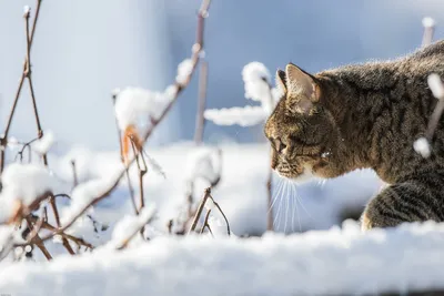 Котенок играет в снегу: фото