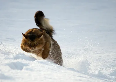 Фотография кота на снегу в 4K разрешении